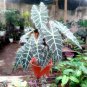 Live Plant Rare Amazonica Polly Alocasia Plant Beautiful Flower Plant FREESHIPPING