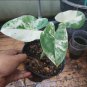 Live Plant Rare Albo Variegated Alocasia Macrorrhiza Plant Beautiful Flower Plant FREESHIPPING