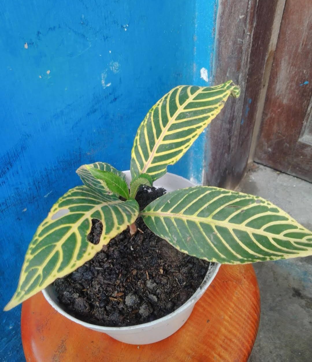 Live Plant Rare Variegated Sanchezia speciosa Home Plant Beautiful Flower Plant FREESHIPPING