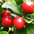 Live Plant Rare Barbados Cherry Home Plant Beautiful Flower Plant FREESHIPPING