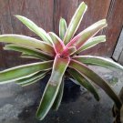 Live Plant Rare Bromeliad neoregelia Home Plant Beautiful Flower Plant FREESHIPPING