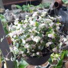 Live Plant Rare Pink Panther Callisia repens Home Plant Beautiful Flower Plant FREESHIPPING