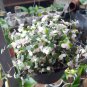 Live Plant Rare Pink Panther Callisia repens Home Plant Beautiful Flower Plant FREESHIPPING