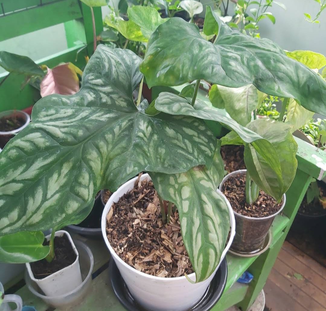 Live Plant Rare Philodendron Cercestis Mirabilis Home Plant Beautiful Flower Plant FREESHIPPING