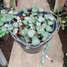 Live Plant Rare Ceropegia Woodii String of hearts Home Plant Beautiful Flower Plant FREESHIPPING