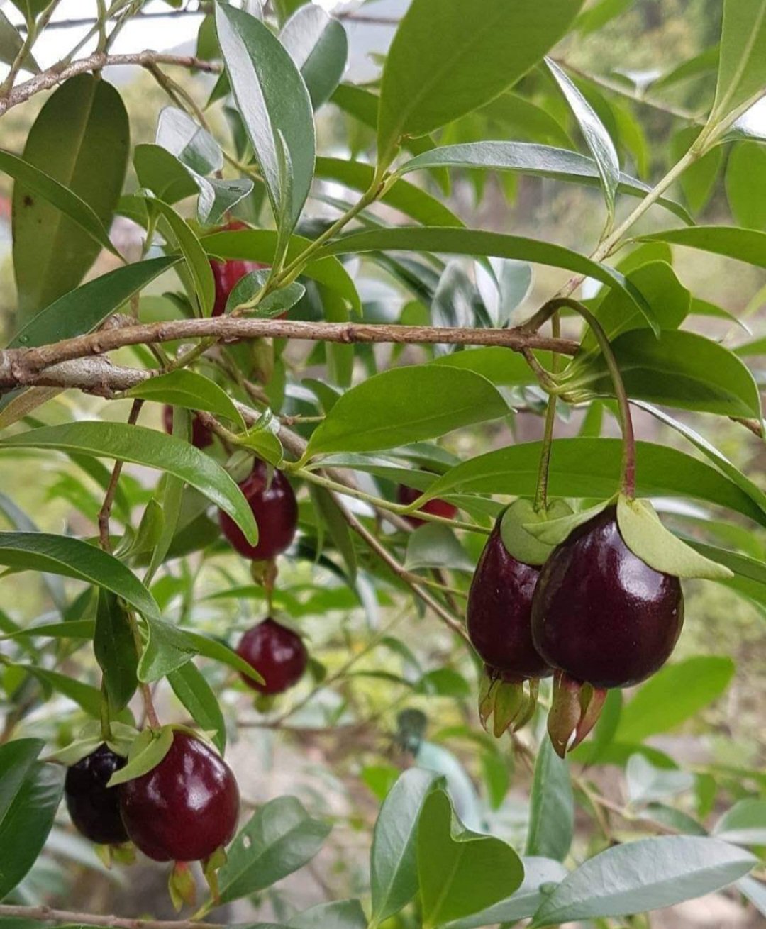 Live Plant Rare wild black cherry Home Plant Beautiful Flower Plant FREESHIPPING