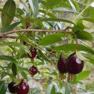 Live Plant Rare wild black cherry Home Plant Beautiful Flower Plant FREESHIPPING