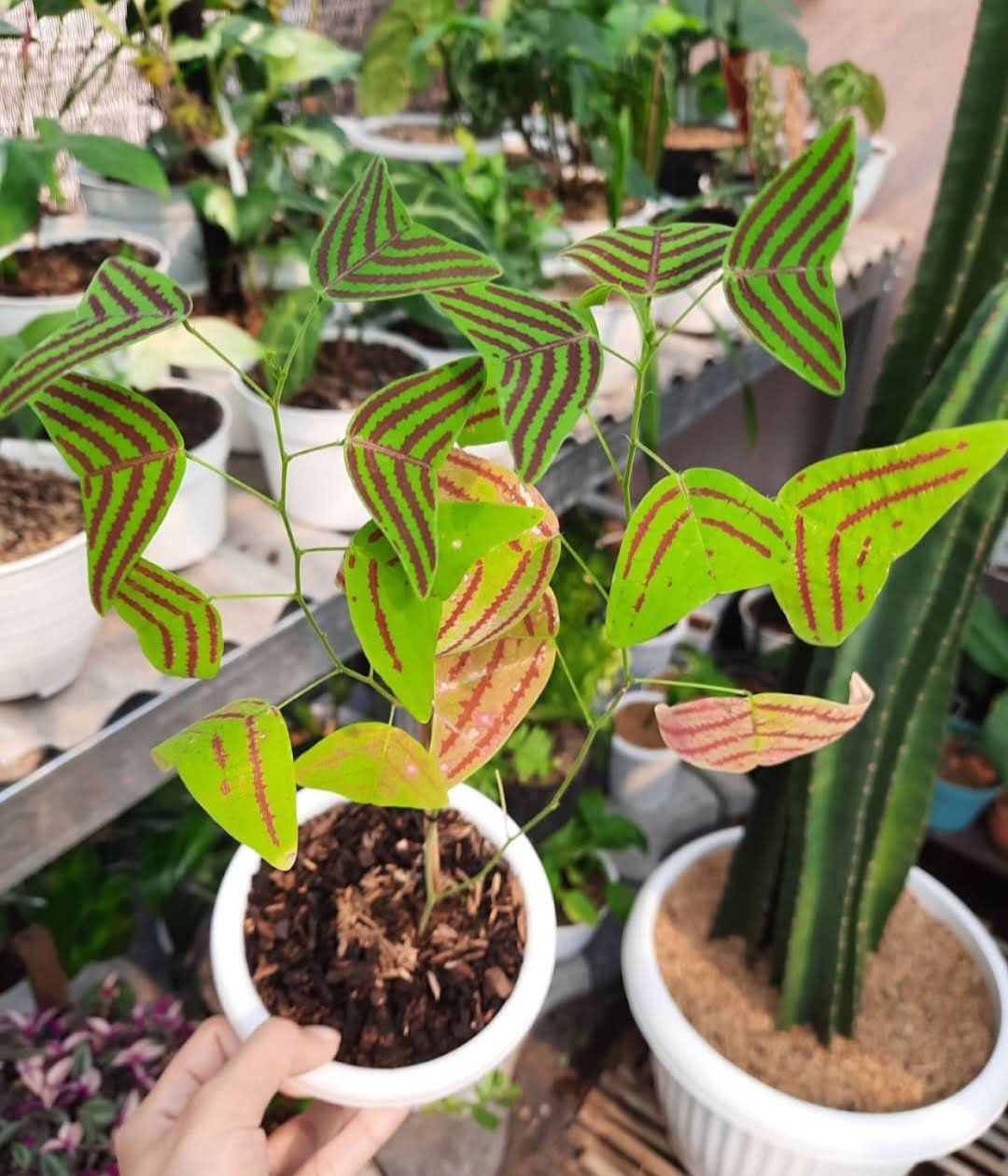 Live Plant Rare Butterfly Plant Swallowtail Home Plant Beautiful Flower Plant FREESHIPPING