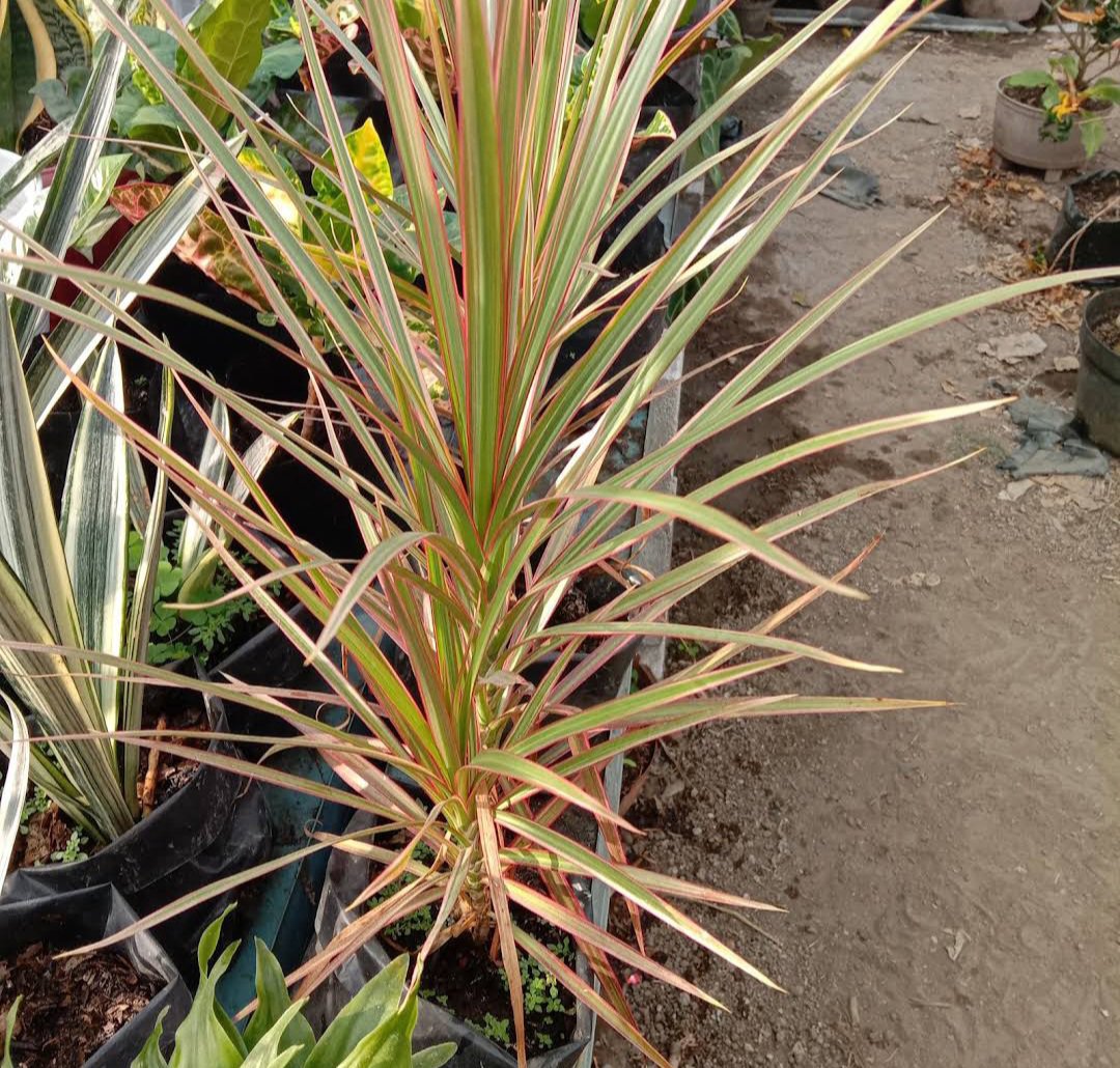 Live Plant Rare Dracaena Marginata Tricolor Home Plant Beautiful Flower Plant FREESHIPPING