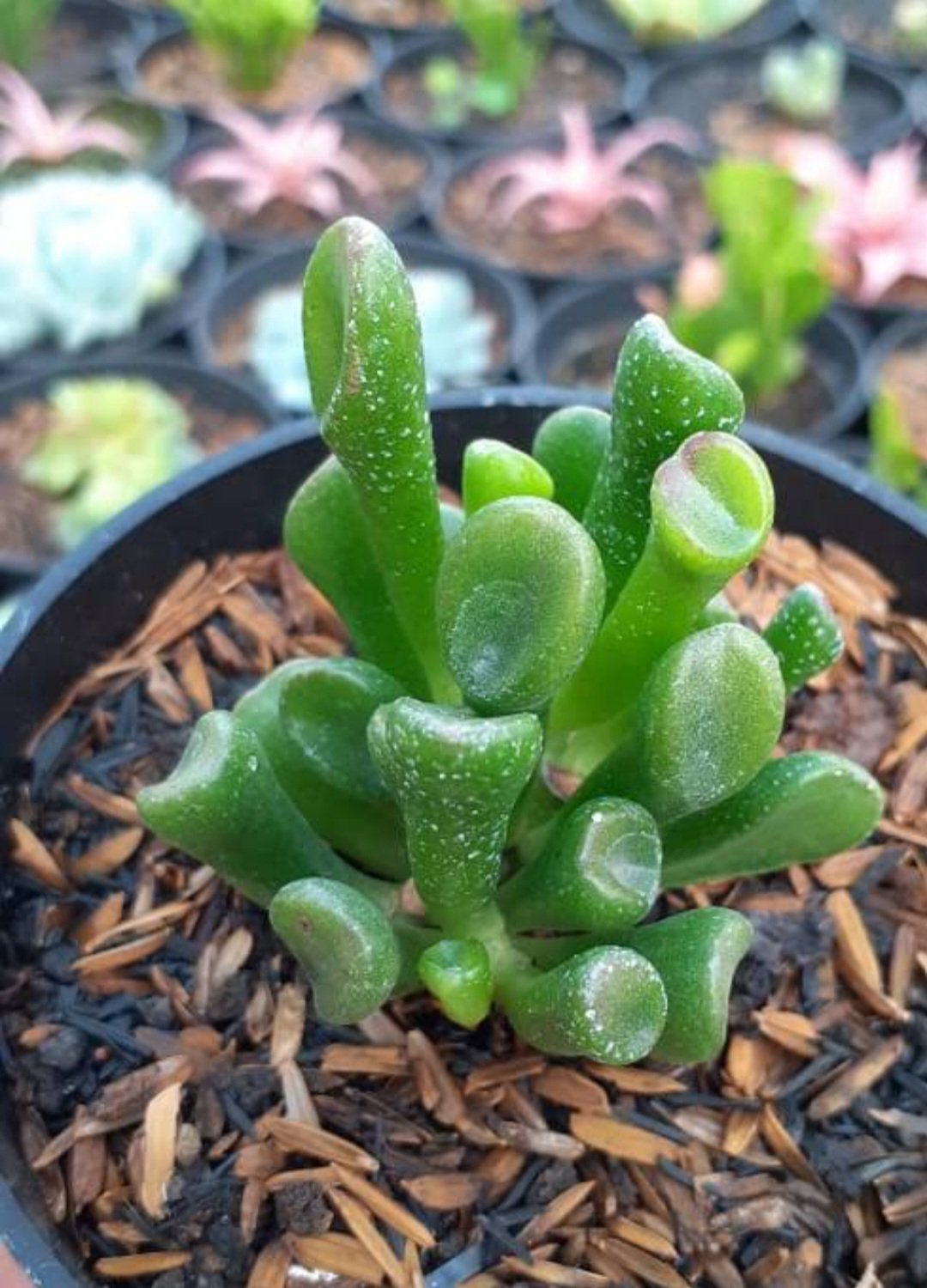 Live Plant Rare Jade Crassula Ovata Gollum Home Plant Beautiful Flower Plant FREESHIPPING