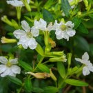 Live Plant Rare Cuphea Hyssopifola White Home Plant Beautiful Flower Plant FREESHIPPING
