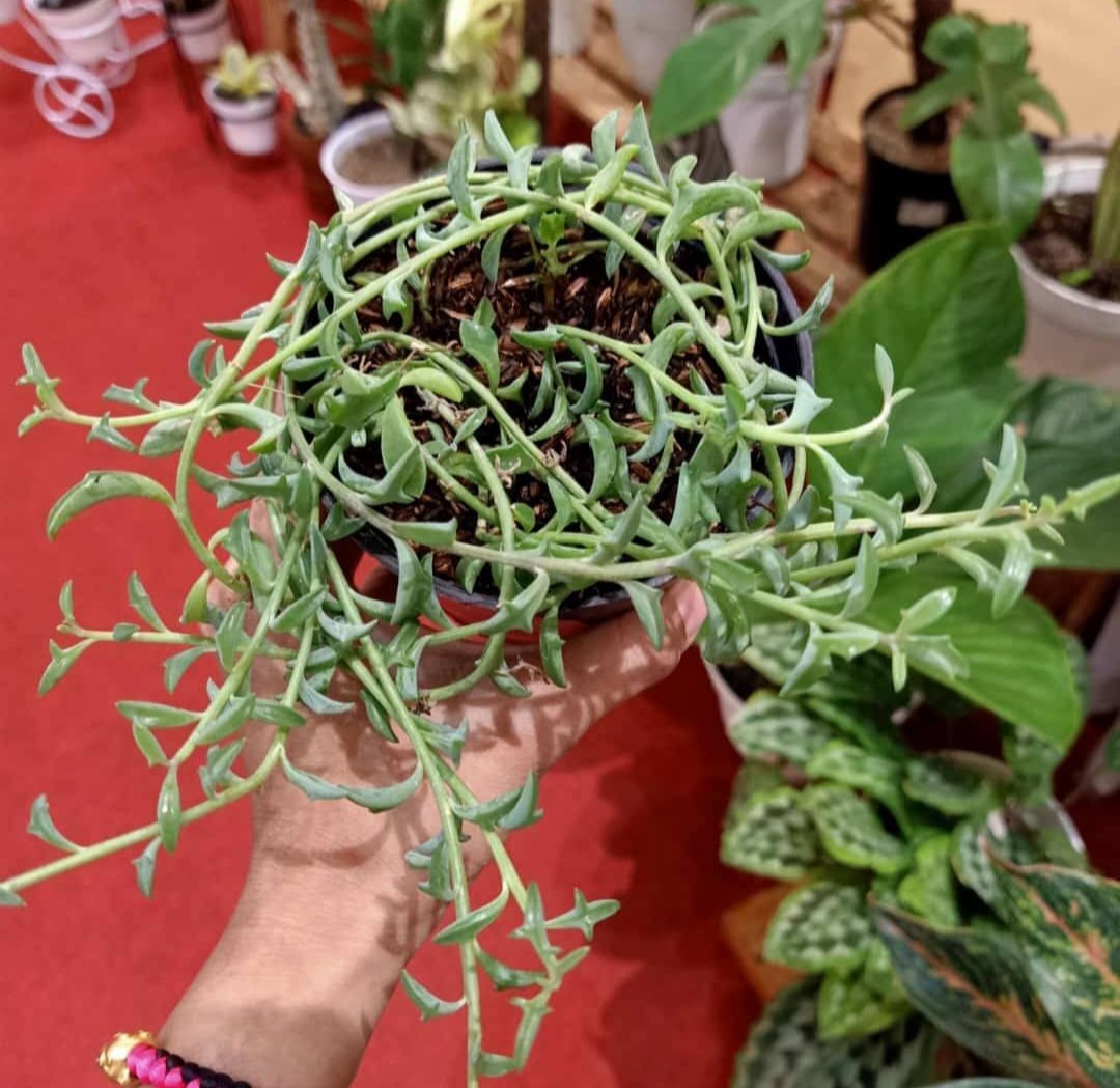 Live Plant Rare Senecio Radicans Glauca Home Plant Beautiful Flower Plant FREESHIPPING