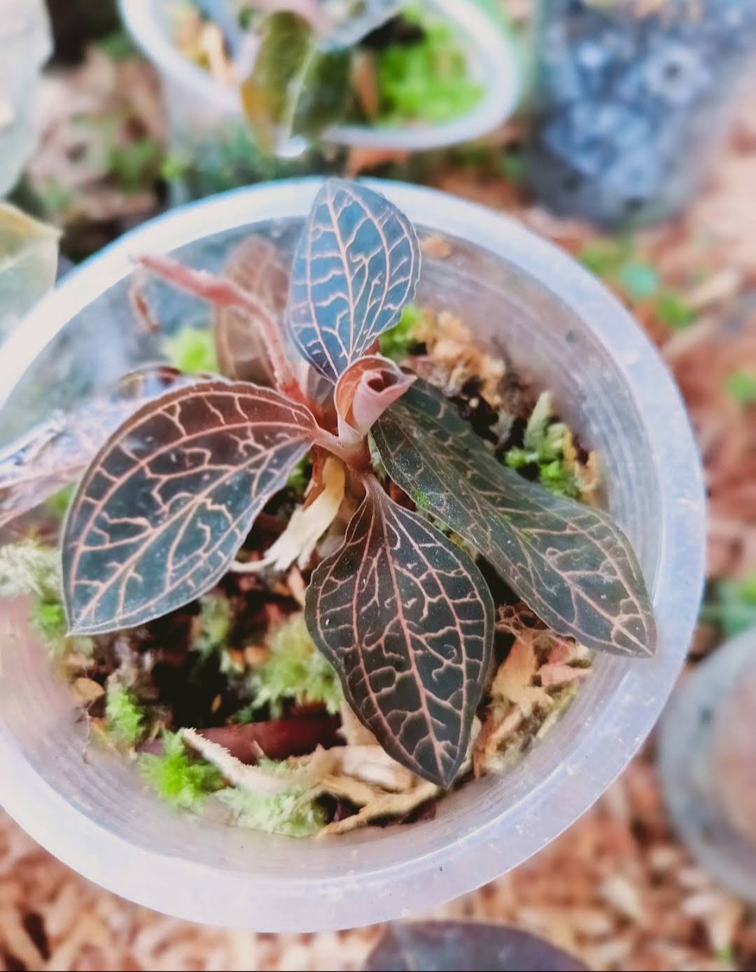 Live Plant Rare Dossinia marmorata Jewel orchid Home Plant Beautiful Flower Plant FREESHIPPING