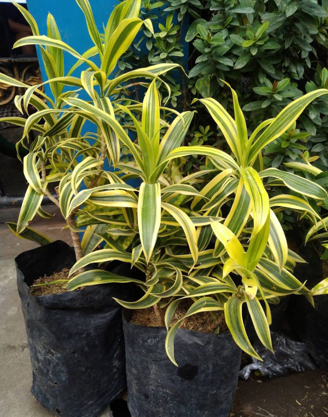 Live Plant Rare Dracaena Reflexa Variegata Home Plant Beautiful Flower Plant FREESHIPPING