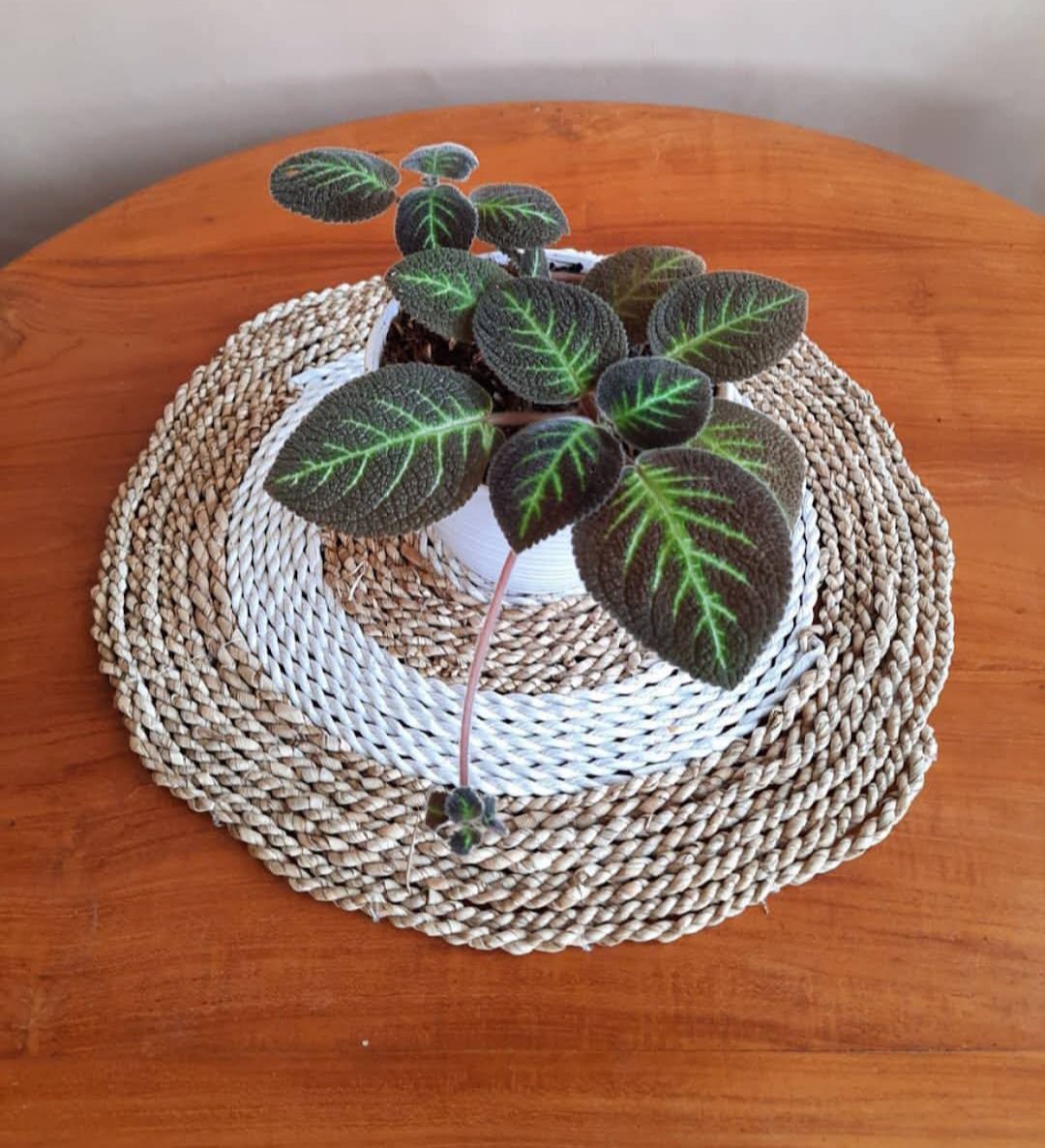 Live Plant Rare Flame Violet Episcia Cupreata Flower Home Plant Beautiful Flower Plant FREESHIPPING