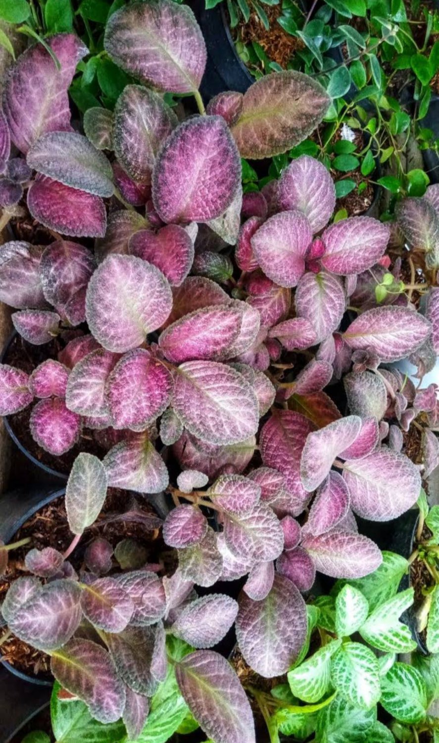 Live Plant Episcia Strawberry Mist African Flame Flower Home Plant Flower Plant FREESHIPPING