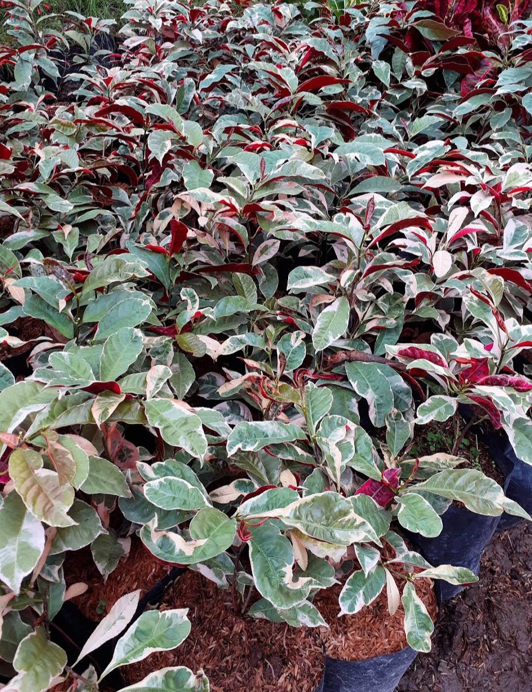 Live Plant Firestorm Chinese Croton Excoecaria rare Flower Home Plant Flower Plant FREESHIPPING