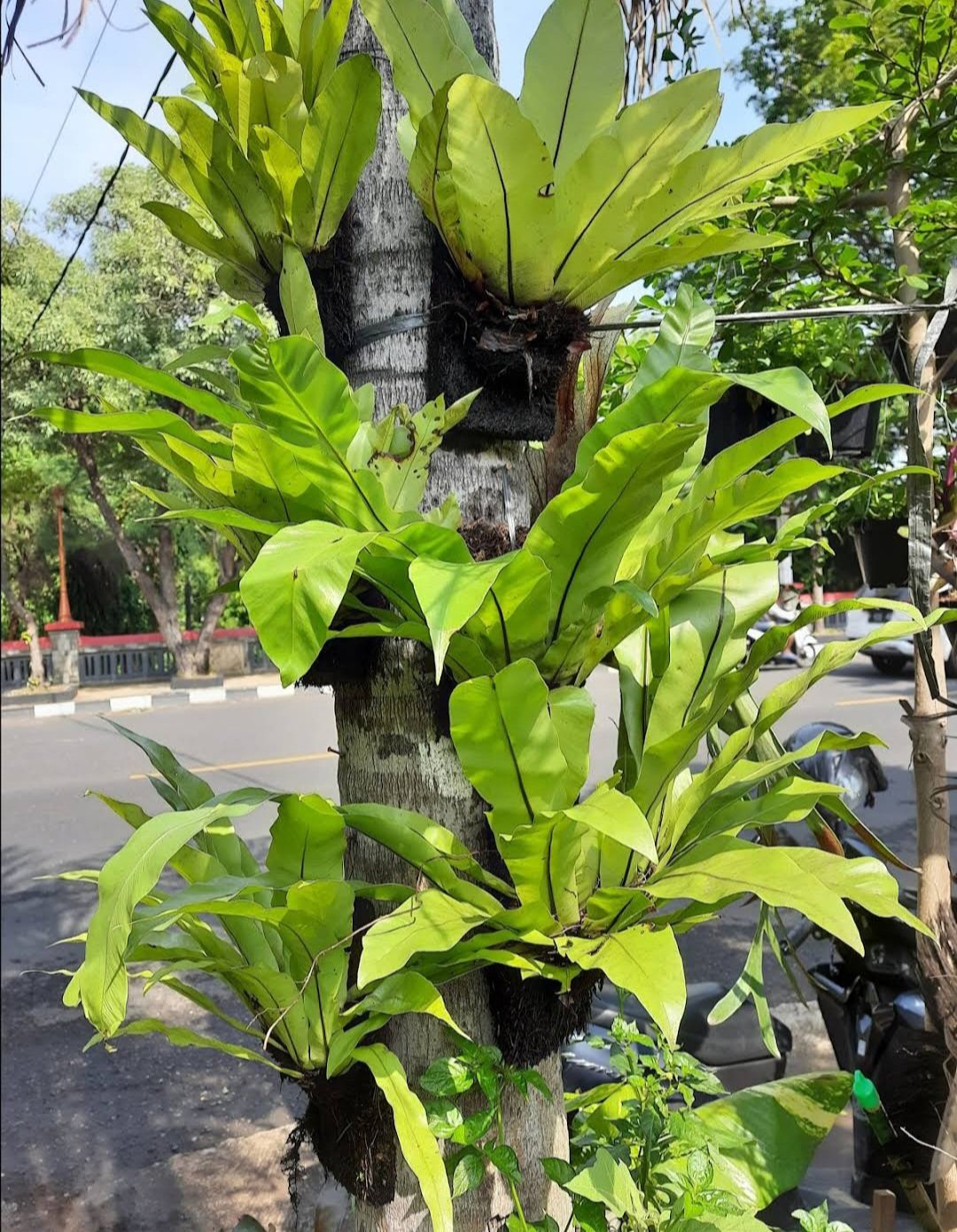 Live Plantird's Nest Fern Asplenium nidus Plant rare Flower Home Plant Flower Plant FREESHIPPING