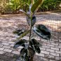 Live Plant Ficus Elastica Burgundy rare Flower Home Plant Flower Plant FREESHIPPING