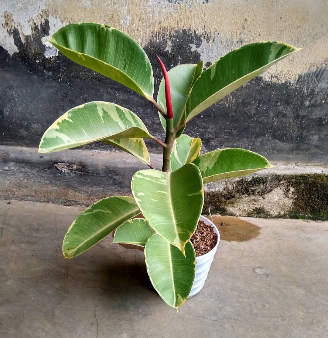 Live Plant FICUS ELASTICA VARIEGATA rare Flower Home Plant Flower Plant FREESHIPPING