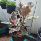 Live Plant Ficus ruby Plant rare Flower Home Plant Flower Plant FREESHIPPING