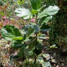 Live Plant Ficus Lyrata, fiddle leaf fig Plant rare Flower Home Plant Flower Plant FREESHIPPING