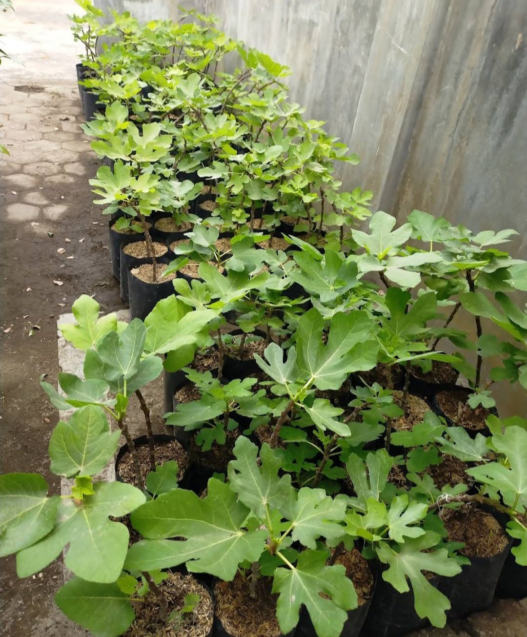 Live Plant Ischia Fig Tree Ficus Carica Plant Plant rare Fruit Home Plant Plant FREESHIPPING