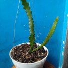 Live Plant Epiphyllum anguliger Plant Plant rare Fruit Home Plant Plant FREESHIPPING
