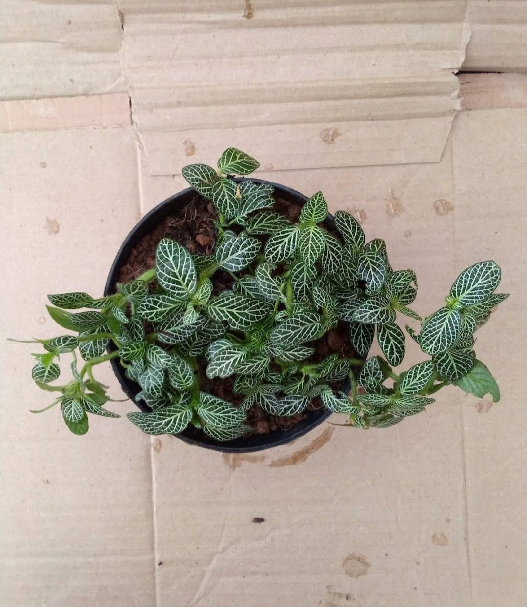 Live Plant Green White Nerve Fittonia verschaffeltii Plant Plant rare Home Plant Plant FREESHIPPING