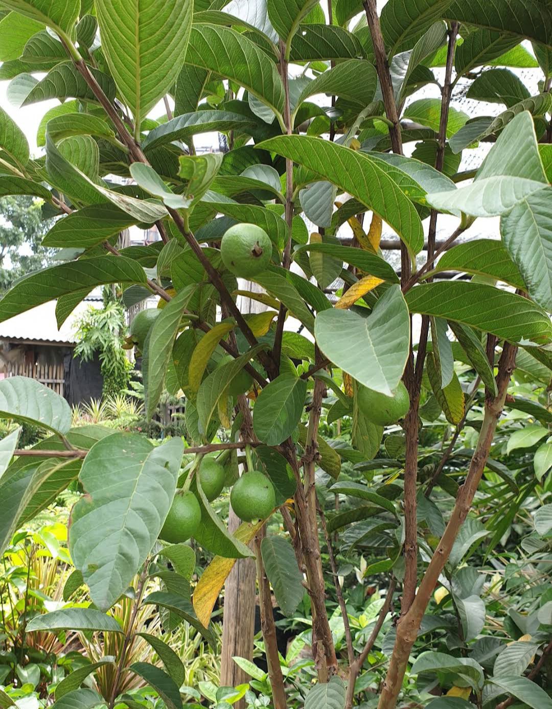 Live Plant Mexican White Guava Fruit Plant Plant rare Home Plant Plant FREESHIPPING