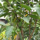Live Plant Mexican White Guava Fruit Plant Plant rare Home Plant Plant FREESHIPPING