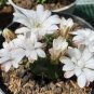 Live Plant Gymnocalycium stenopleurum Plant Plant rare Home Plant Plant FREESHIPPING
