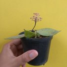 Live Plant Sweetheart hoya Flower Plant Plant rare Home Plant Plant FREESHIPPING