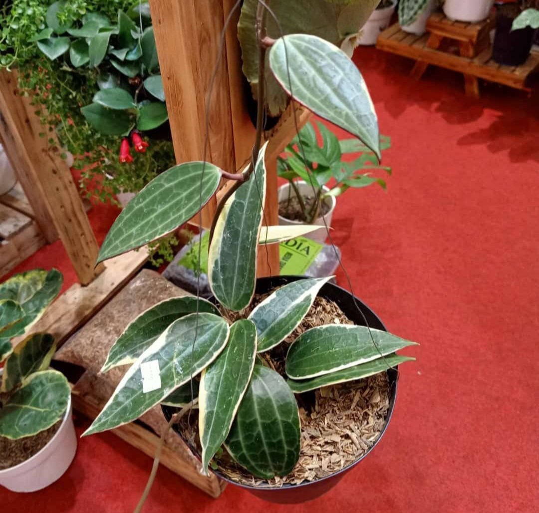 Live Plant Hoya macrophylla Albo Marginata Plant Flower Plant rare Home Plant Plant FREESHIPPING