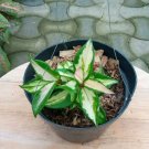 Live Plant Hoya Carnosa Variegated Plant Flower Plant rare Home Plant Plant FREESHIPPING