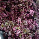 Live Plant Red with green Polka Dot Plant Flower Plant rare Home Plant Plant FREESHIPPING