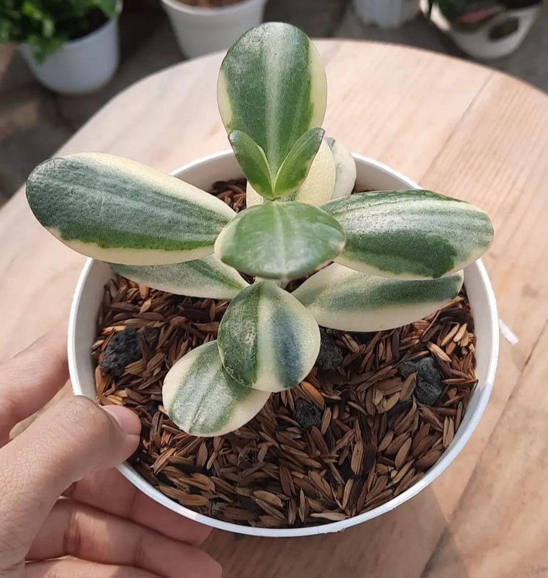 Live Plant Crassula ovata Variegated Plant Flower Plant rare Home Plant Plant FREESHIPPING
