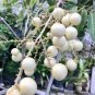 White Longan Dimocarpus Fruit Tree Plant rare Home Plant Plant FREESHIPPING