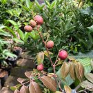 Red Ruby longan Fruit Tree Plant rare Home Plant Plant FREESHIPPING
