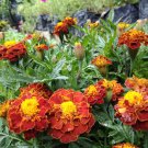 20 Seeds French Marigold Tagetes Patula Durango Plant rare Home Plant Plant FREESHIPPING