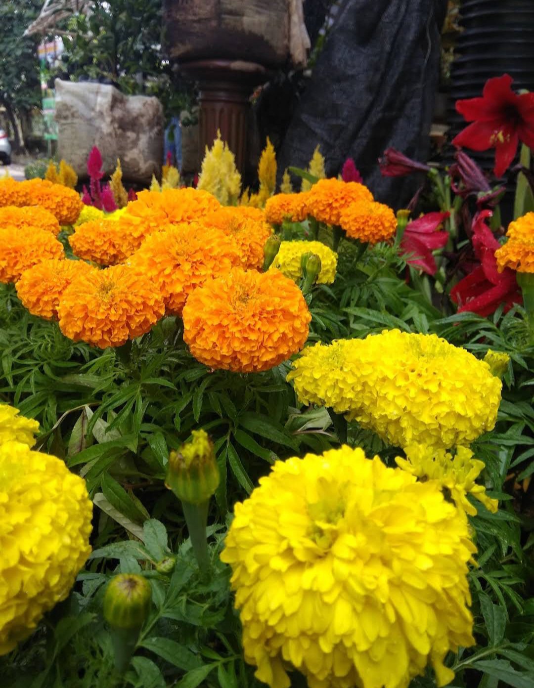 200 Seeds Cracker Jack Mix African Marigold Plant rare Home Plant Plant FREESHIPPING