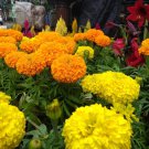 200 Seeds Cracker Jack Mix African Marigold Plant rare Home Plant Plant FREESHIPPING