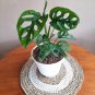 Monstera Adansonii Flower Plant rare Home Plant Plant FREESHIPPING