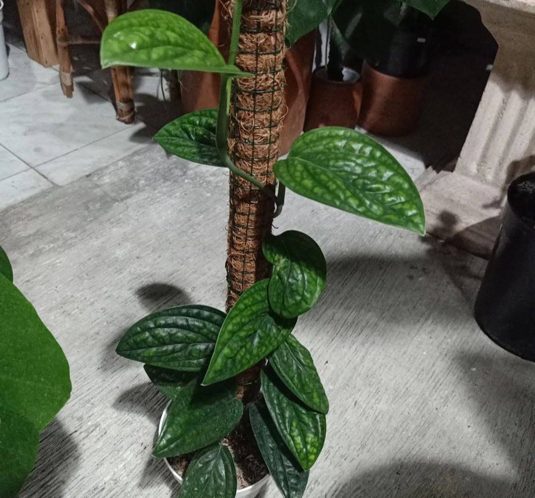 Monstera Peru karstenianum Flower Plant rare Home Plant Plant FREESHIPPING