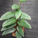 Monstera Standleyana Aurea Flower Plant rare Home Plant Plant FREESHIPPING