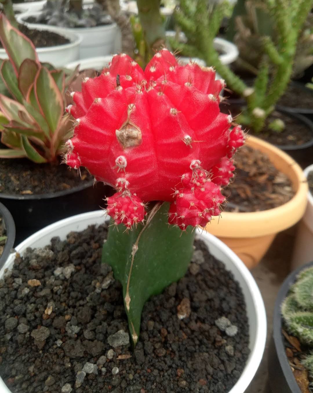 Moon Cactus Pink Flower Plant rare Home Plant Plant FREESHIPPING