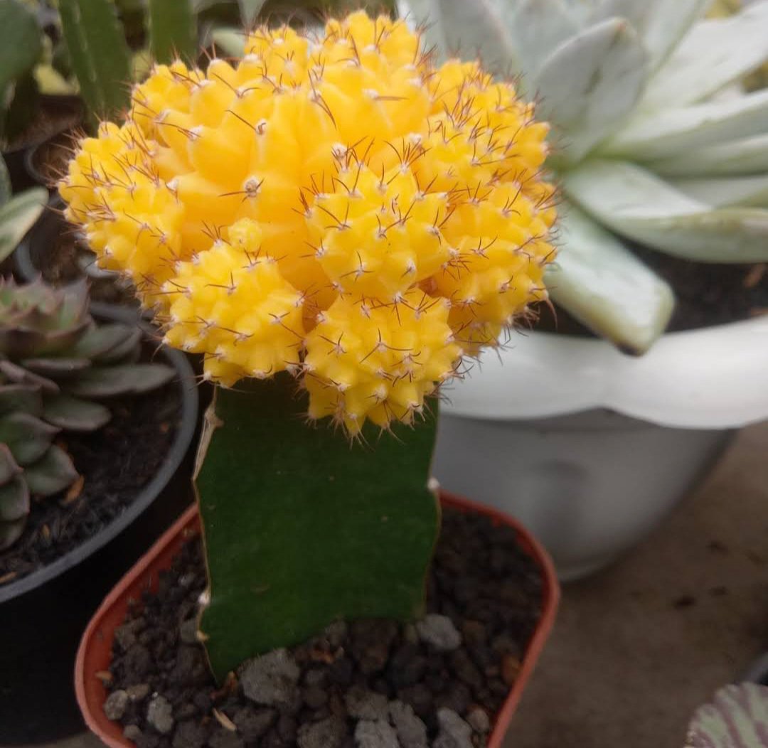 Moon Cactus yellow Flower Plant rare Home Plant Plant FREESHIPPING