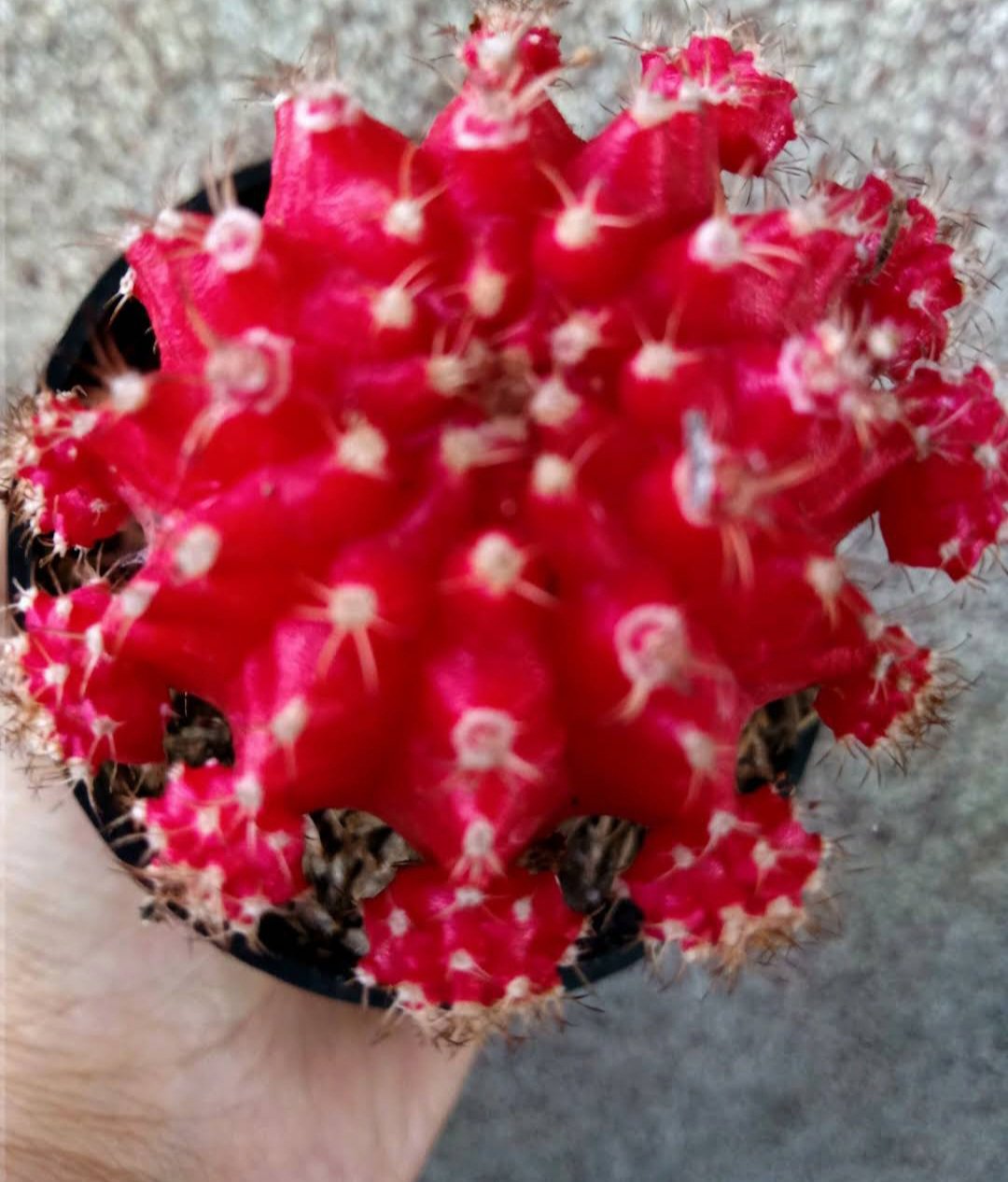 Moon Cactus Red Flower Plant rare Home Plant Plant FREESHIPPING