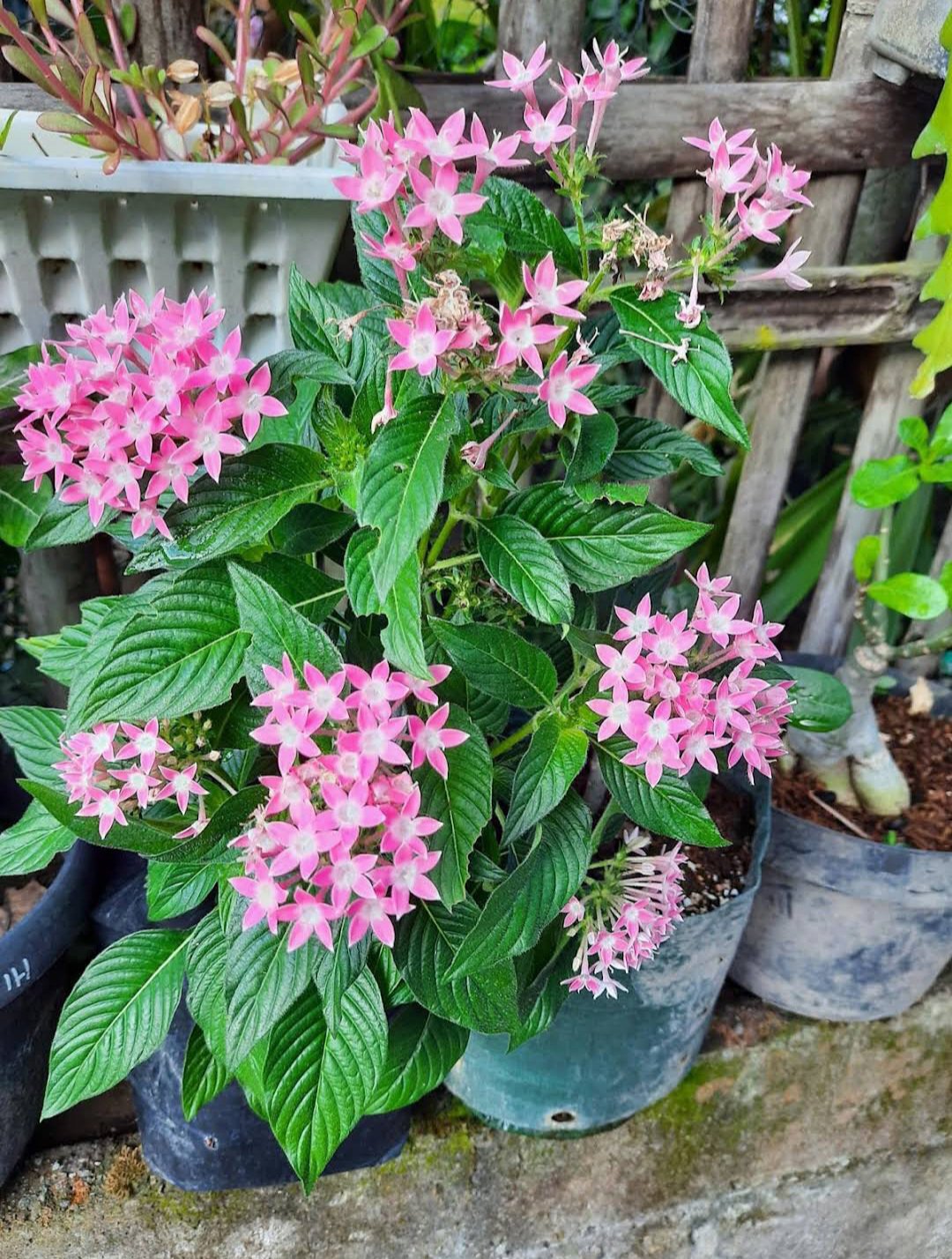 Bare Root Pentas Lanceolata Deep Pink Flower Plant rare Home Plant Plant FREESHIPPING