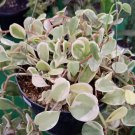 Peperomia scandens Cupid Flower Plant rare Home Plant Plant FREESHIPPING